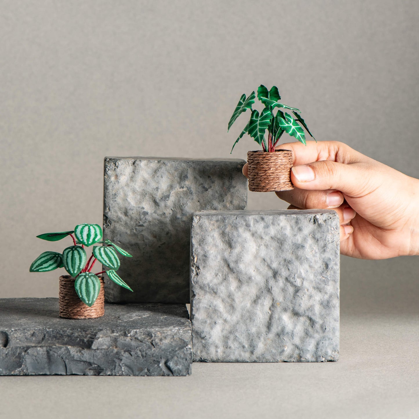 Alocasias Polly & Watermelon Peperomia | Set of 2 | Miniature Paper Plant