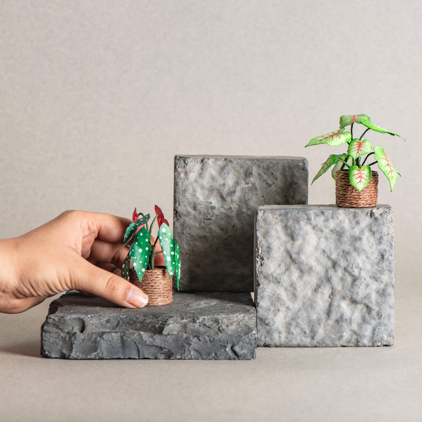Caladium & Polka Dot Begonia | Set of 2 | Miniature Paper Plant