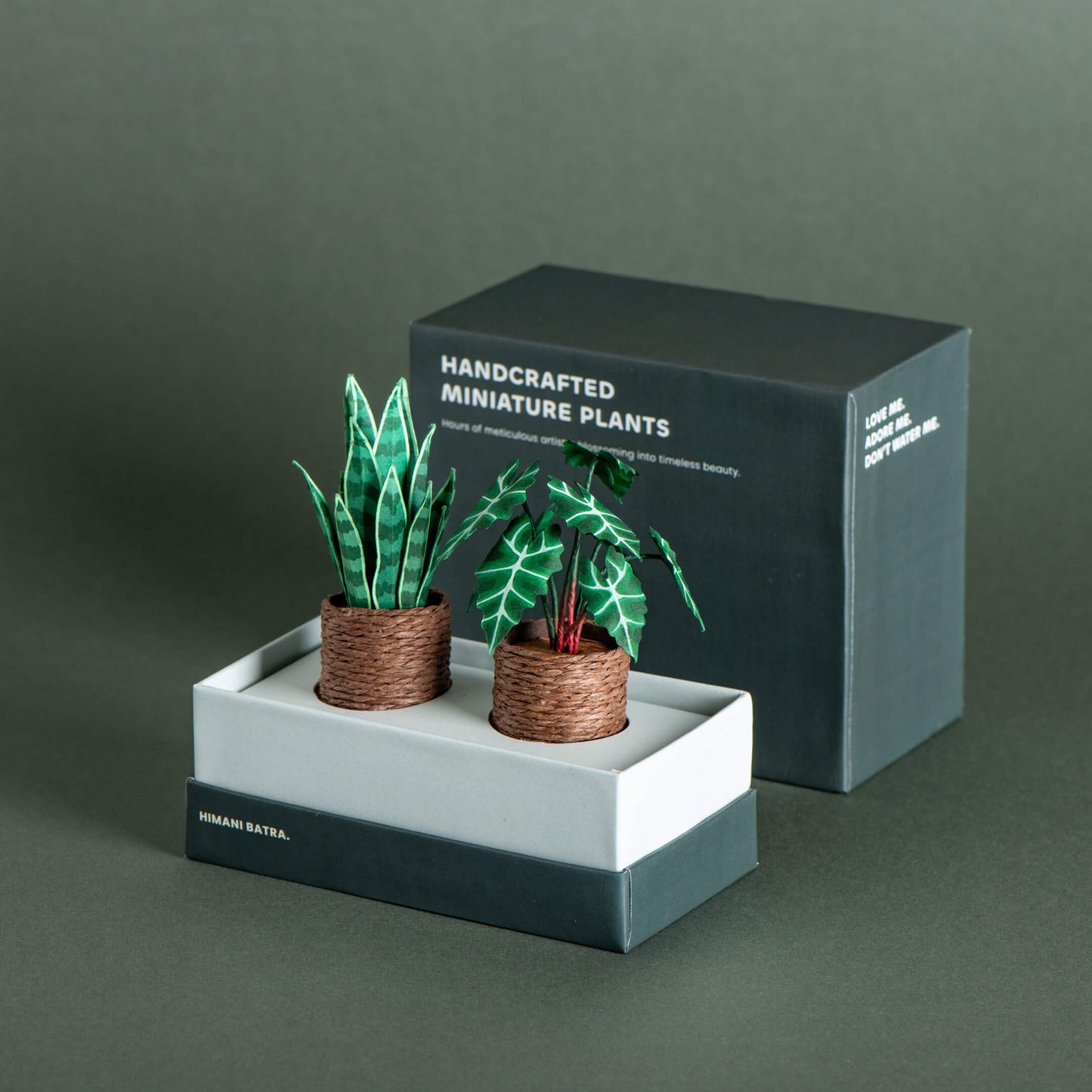 Snake Plant & Alocasias Polly| Set of 2 | Miniature Paper Plant