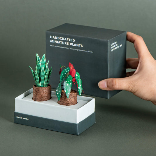 Snake Plant & Polka Dot Begonia| Set of 2 | Miniature Paper Plant