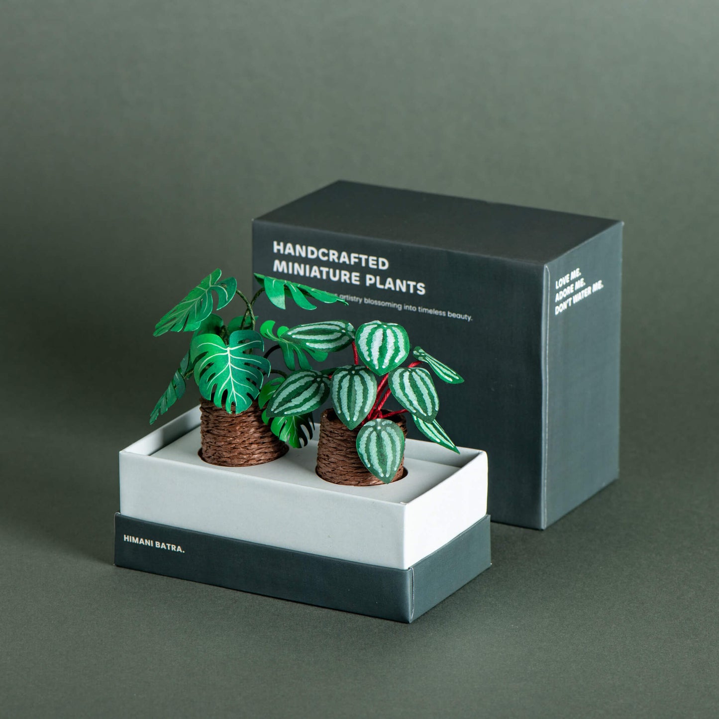 Monstera & Watermelon Peperomia| Set of 2 | Miniature Paper Plant