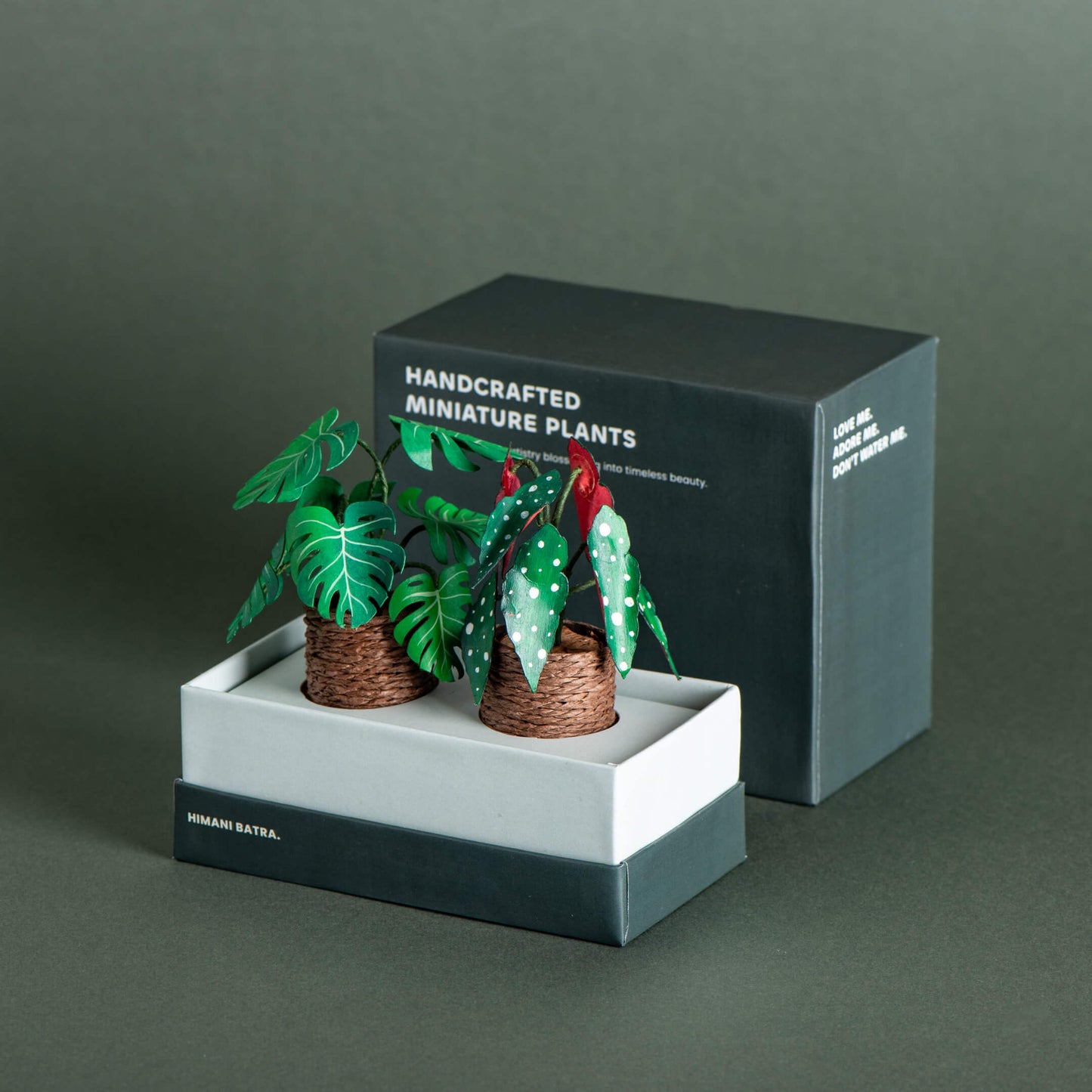 Monstera & Polka Dot Begonia| Set of 2 | Miniature Paper Plant