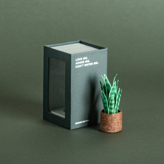 Snake Plant | Miniature Paper Plant