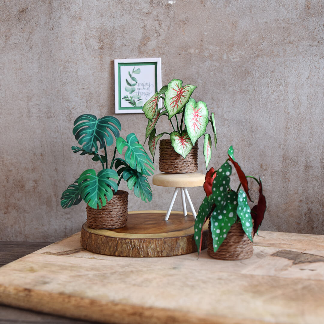 monstera pl Monstera, Polka Dot Begonia & Caladium | Set of 3
