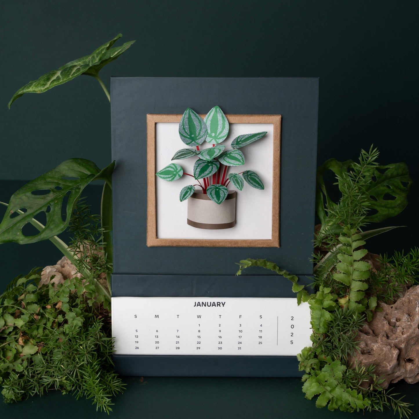 Watermelon Peperomia Plant Calendar 2025 | 'Wild Wonders'