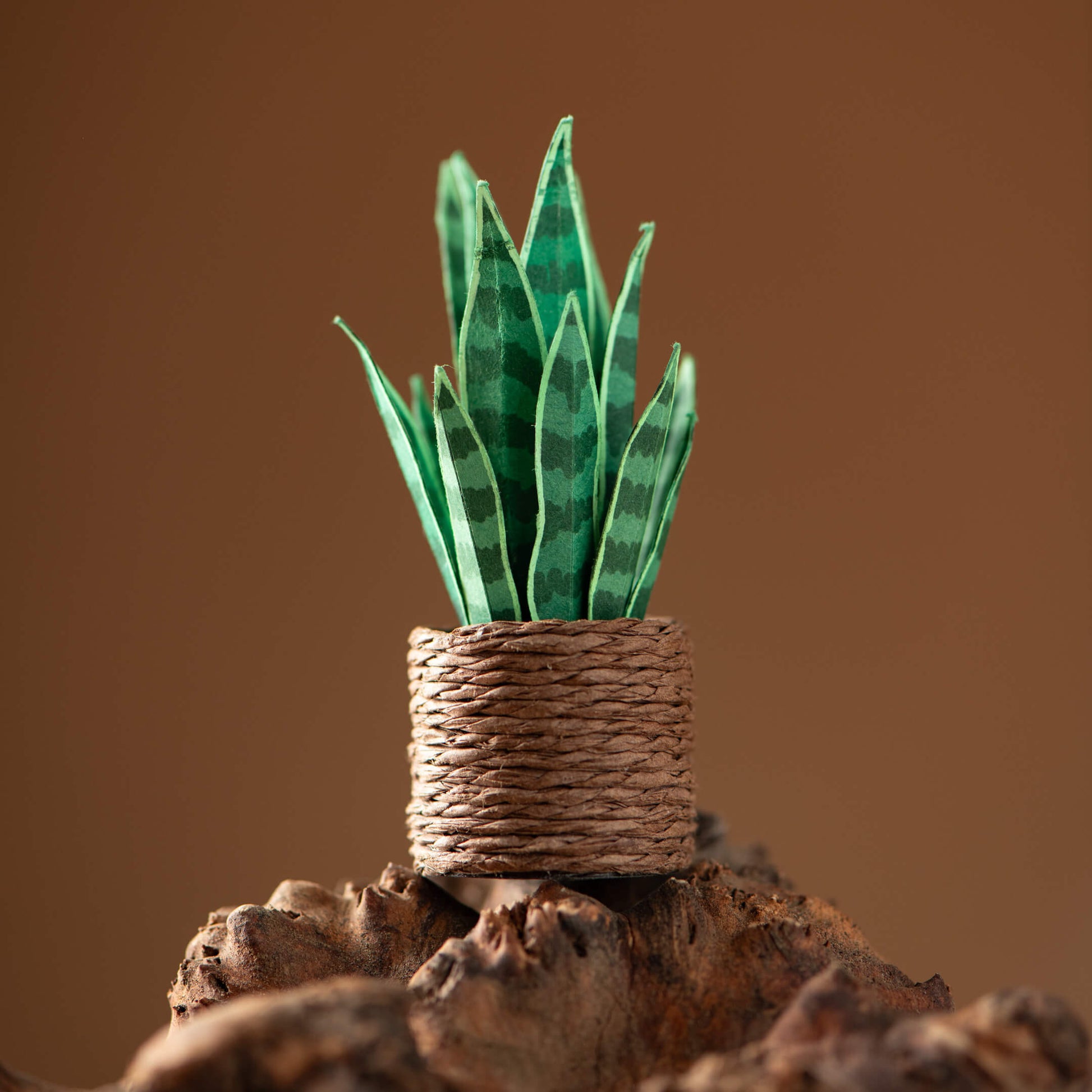 miniature snake plant Snake Plant