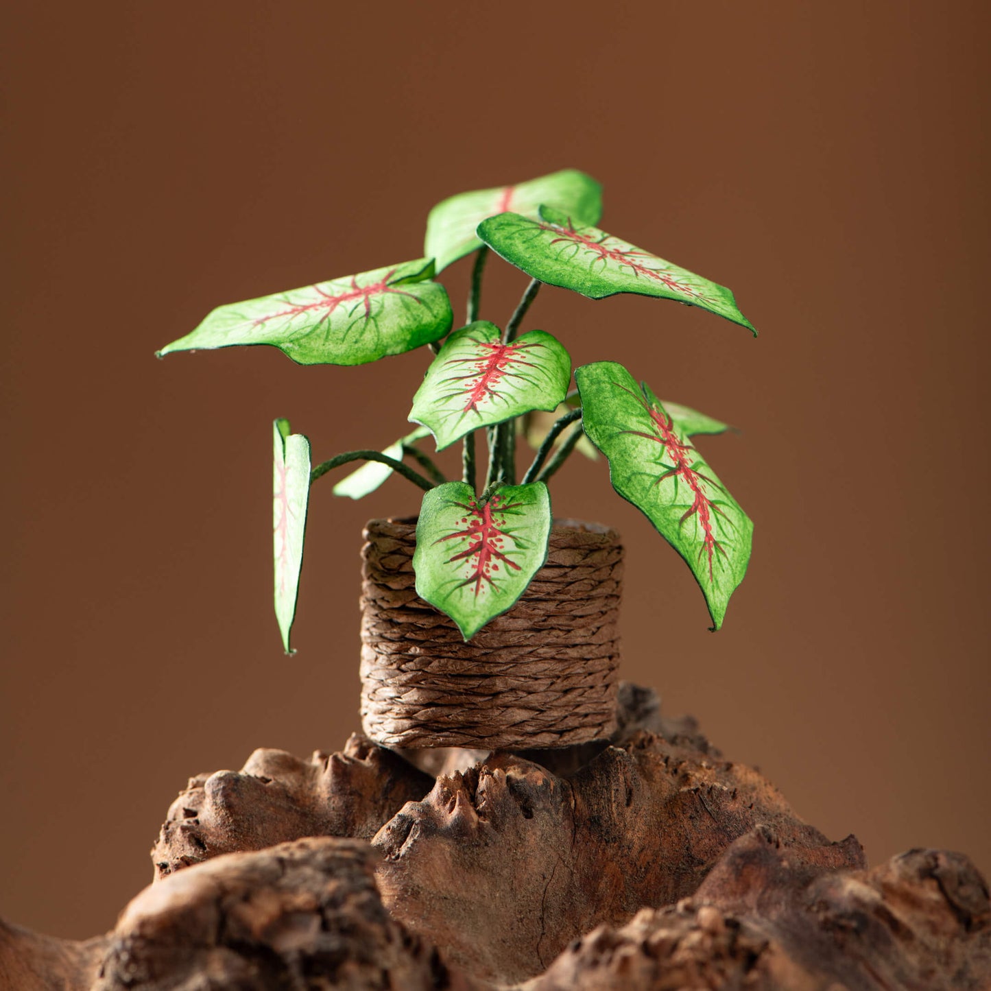 Caladium | Miniature Paper Plant