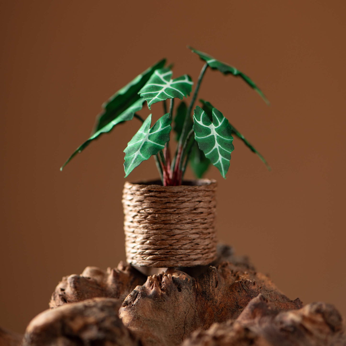 Alocasias Polly | Miniature Paper Plant
