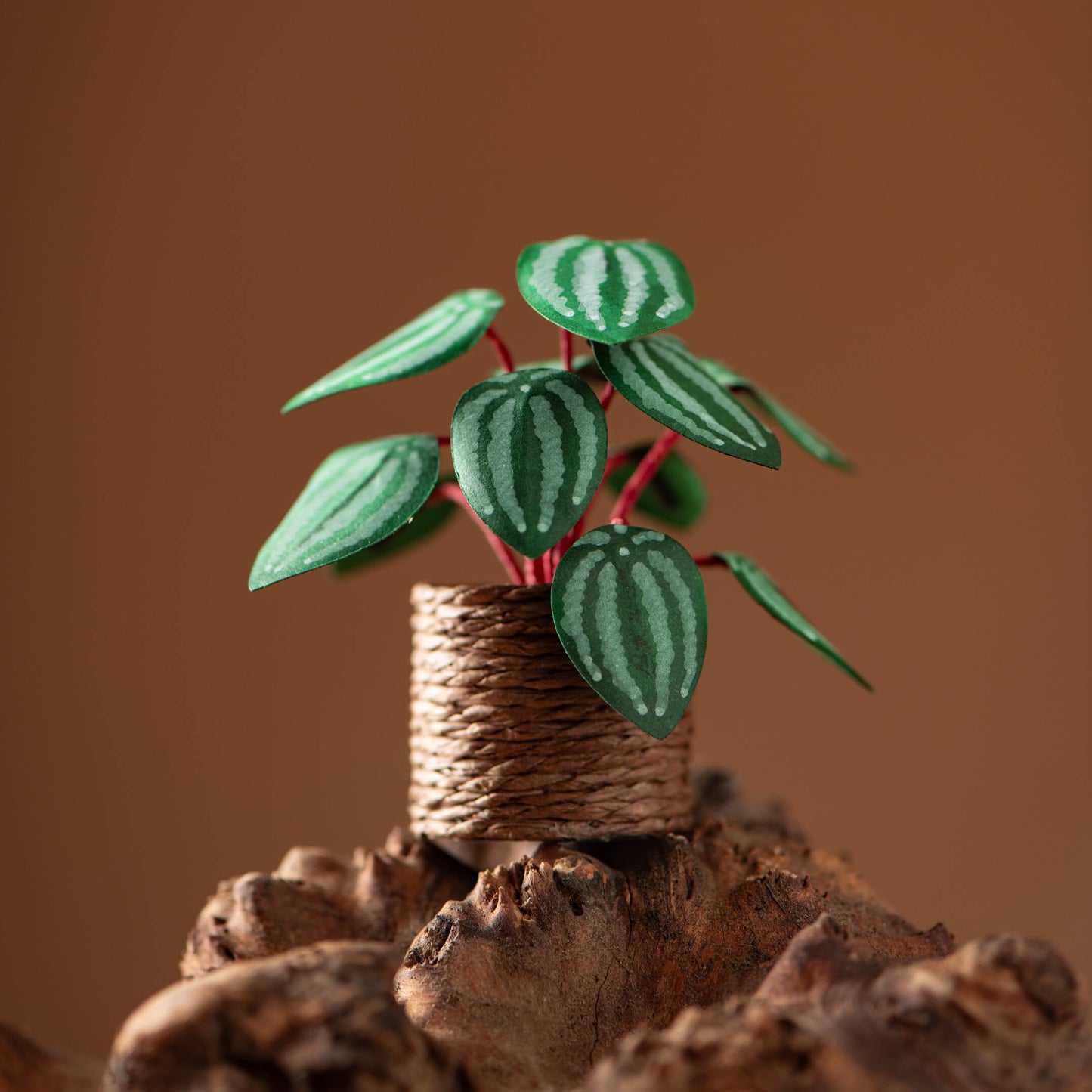 Watermelon Peperomia | Miniature Paper Plant