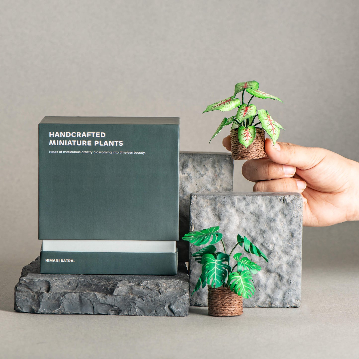 Caladium & Monstera | Set of 2 | Miniature Paper Plant