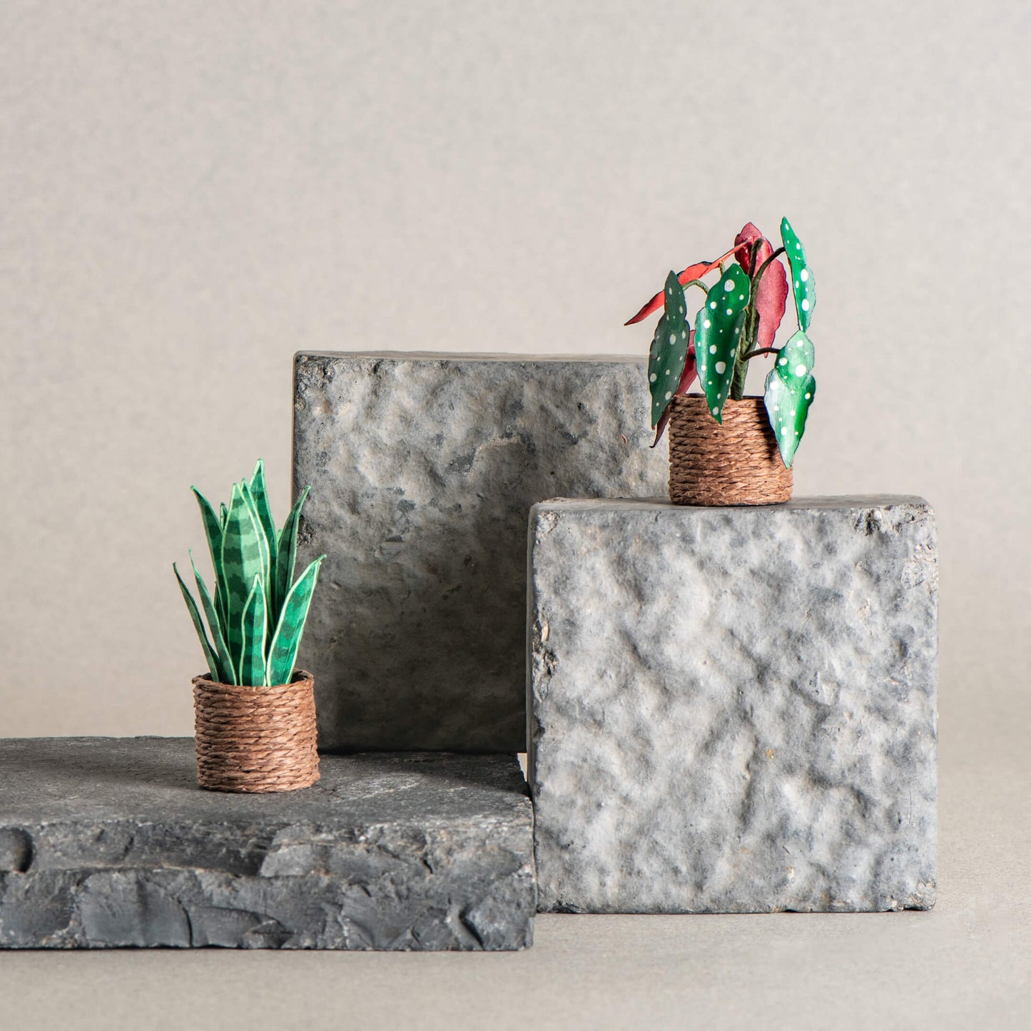 Snake Plant & Polka Dot Begonia| Set of 2 | Miniature Paper Plant