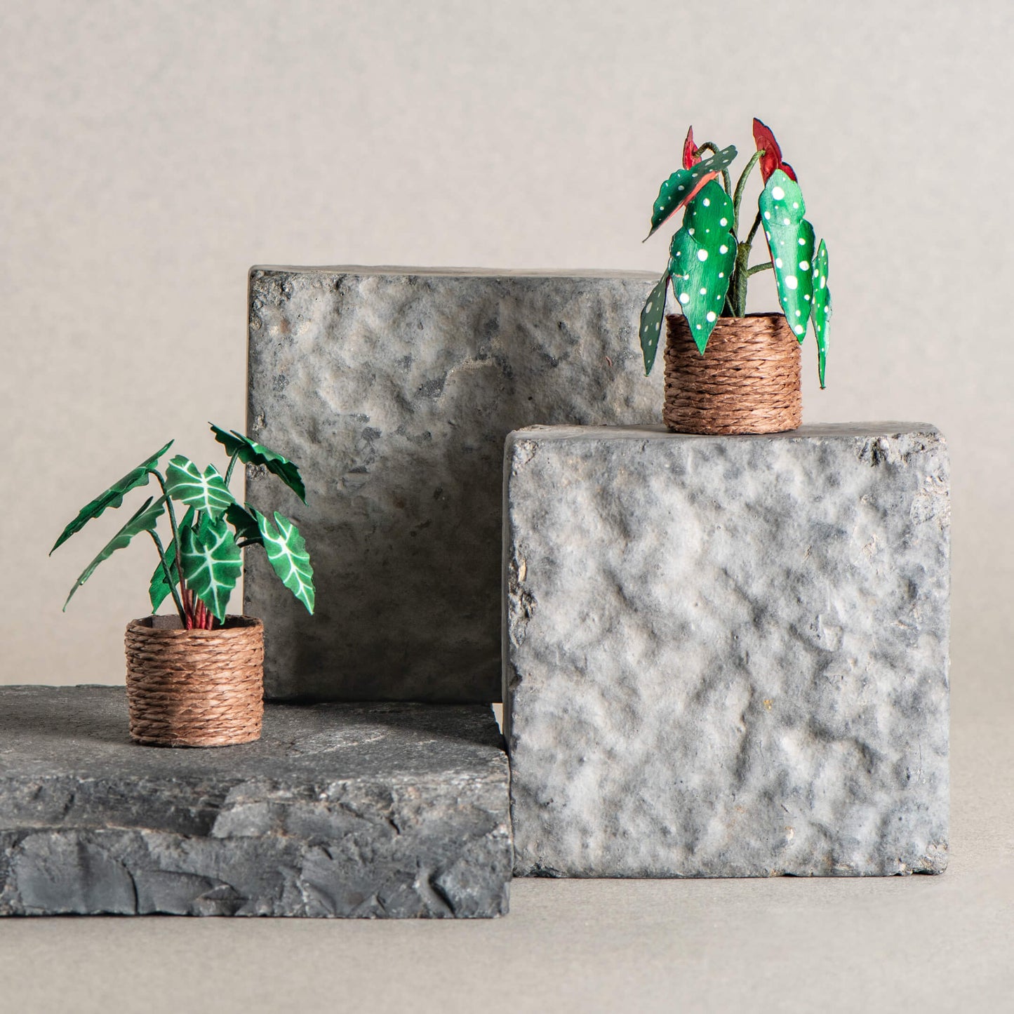 Alocasias Polly & Polka Dot Begonia | Set of 2 | Miniature Paper Plant