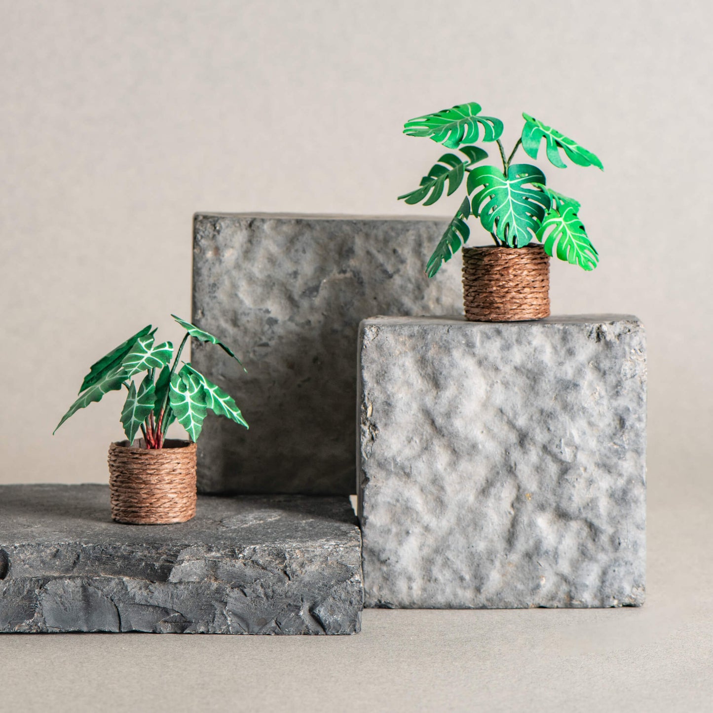 Alocasias Polly & Monstera | Set of 2 | Miniature Paper Plant