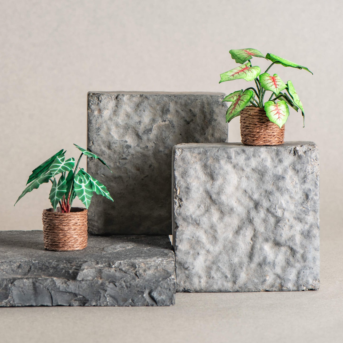 Alocasias Polly & Caladium| Set of 2 | Miniature Paper Plant