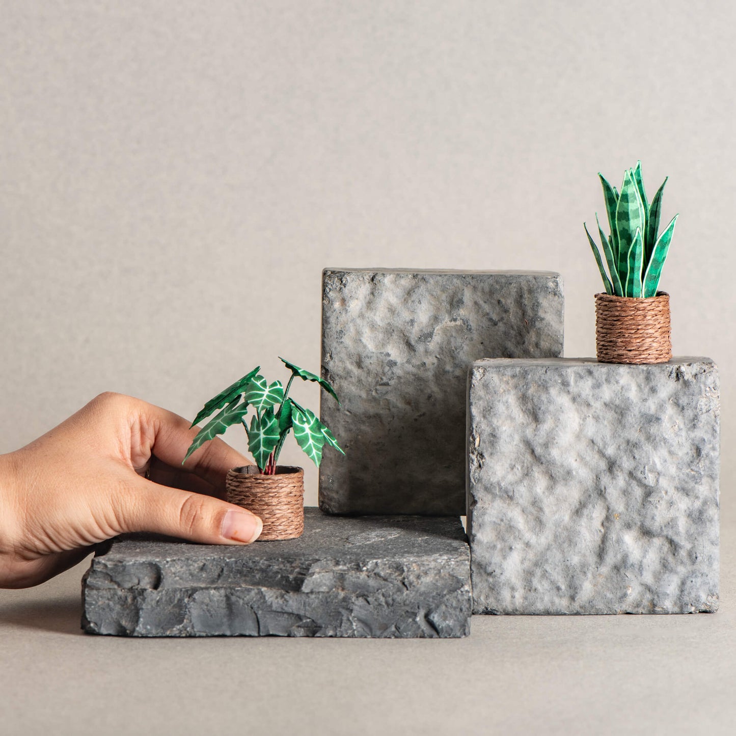 Snake Plant & Alocasias Polly| Set of 2 | Miniature Paper Plant