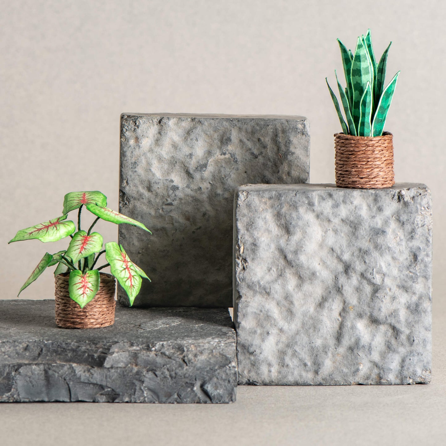 Snake Plant & Caladium | Set of 2 | Miniature Paper Plant
