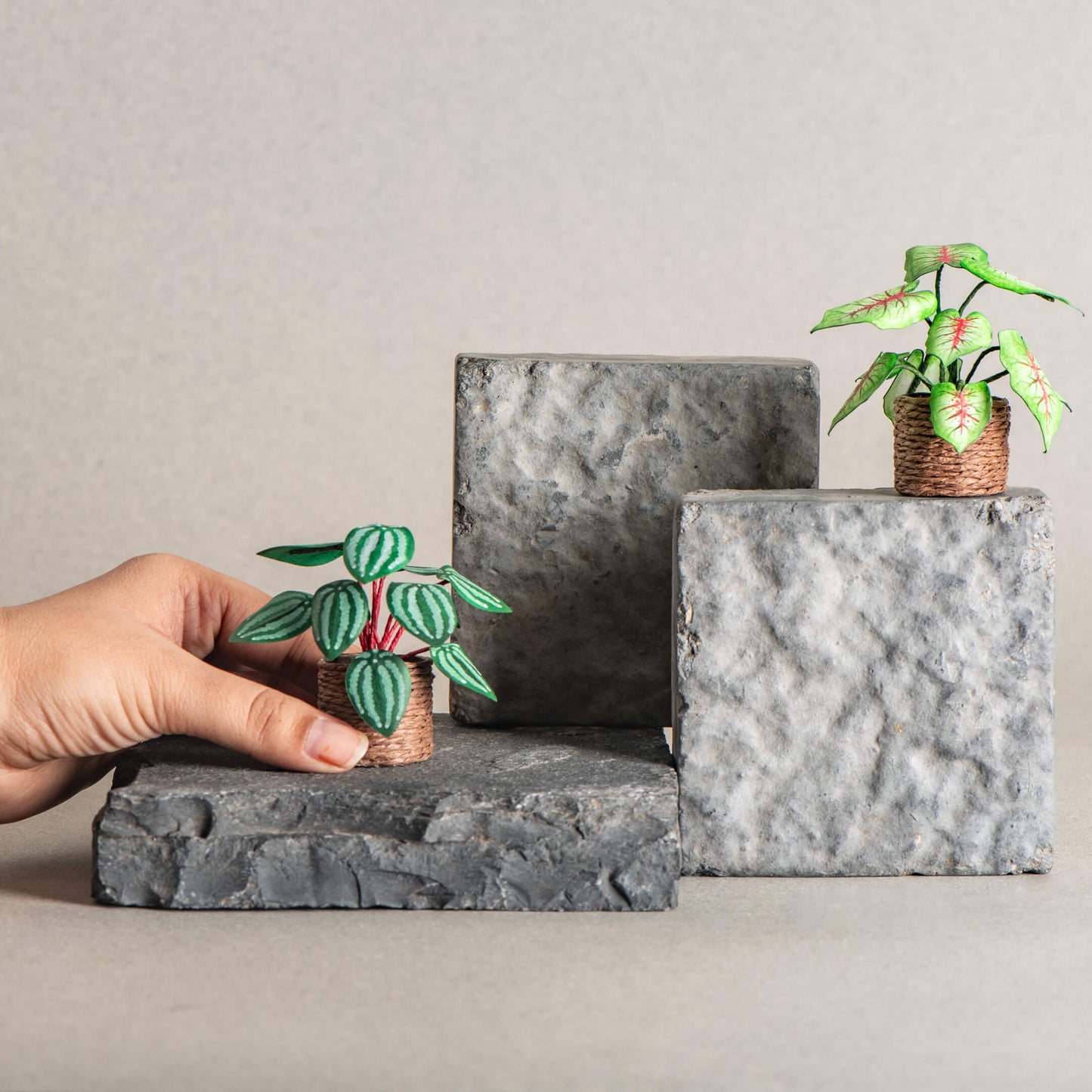 Caladium & Watermelon Peperomia | Set of 2 | Miniature Paper plants
