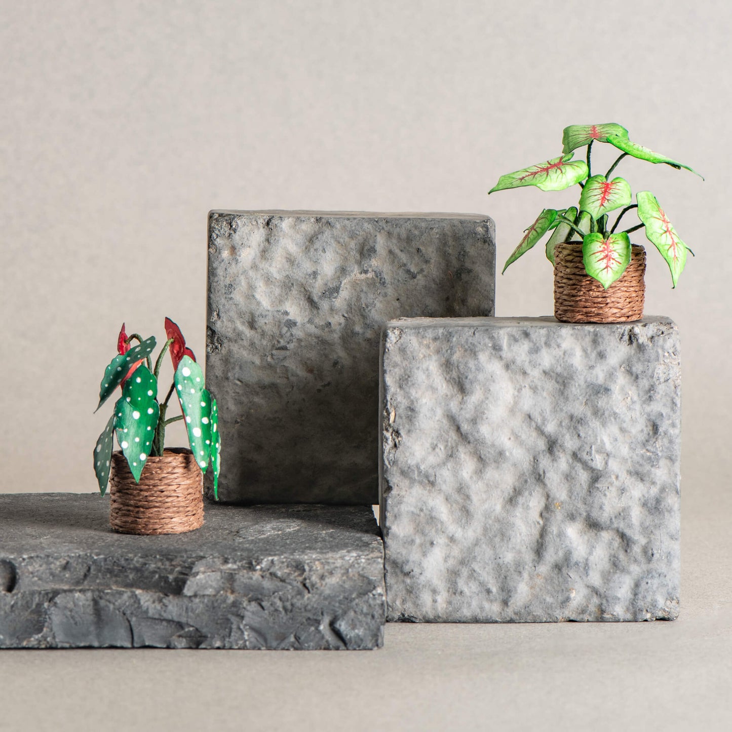 Caladium & Polka Dot Begonia | Set of 2 | Miniature Paper Plant