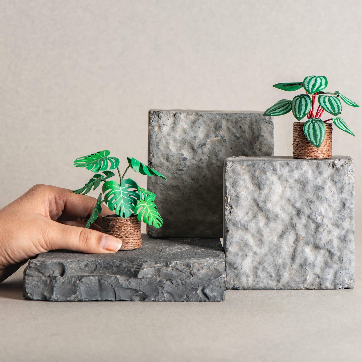 Monstera & Watermelon Peperomia| Set of 2 | Miniature Paper Plant
