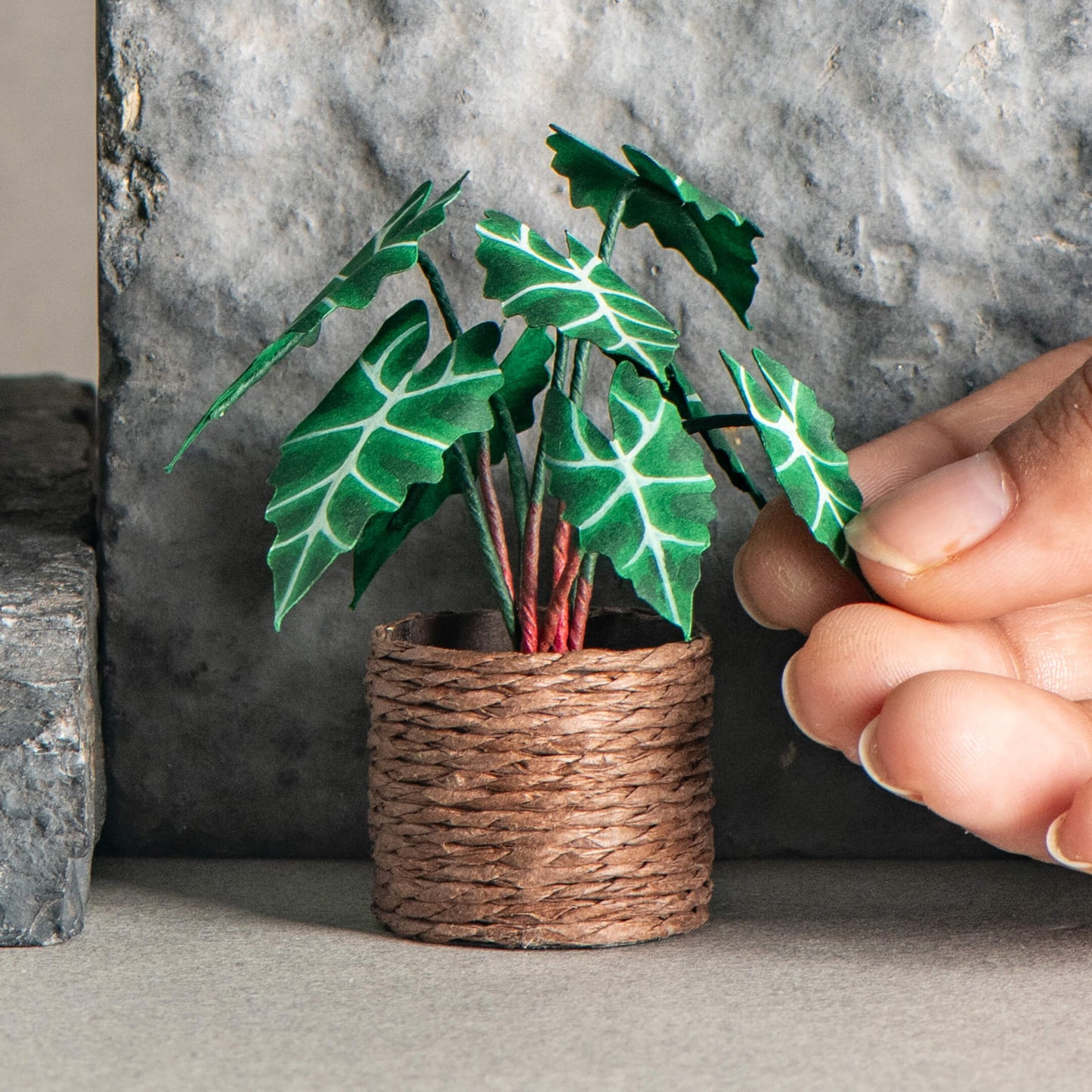 Alocasias Polly | Miniature Paper Plant