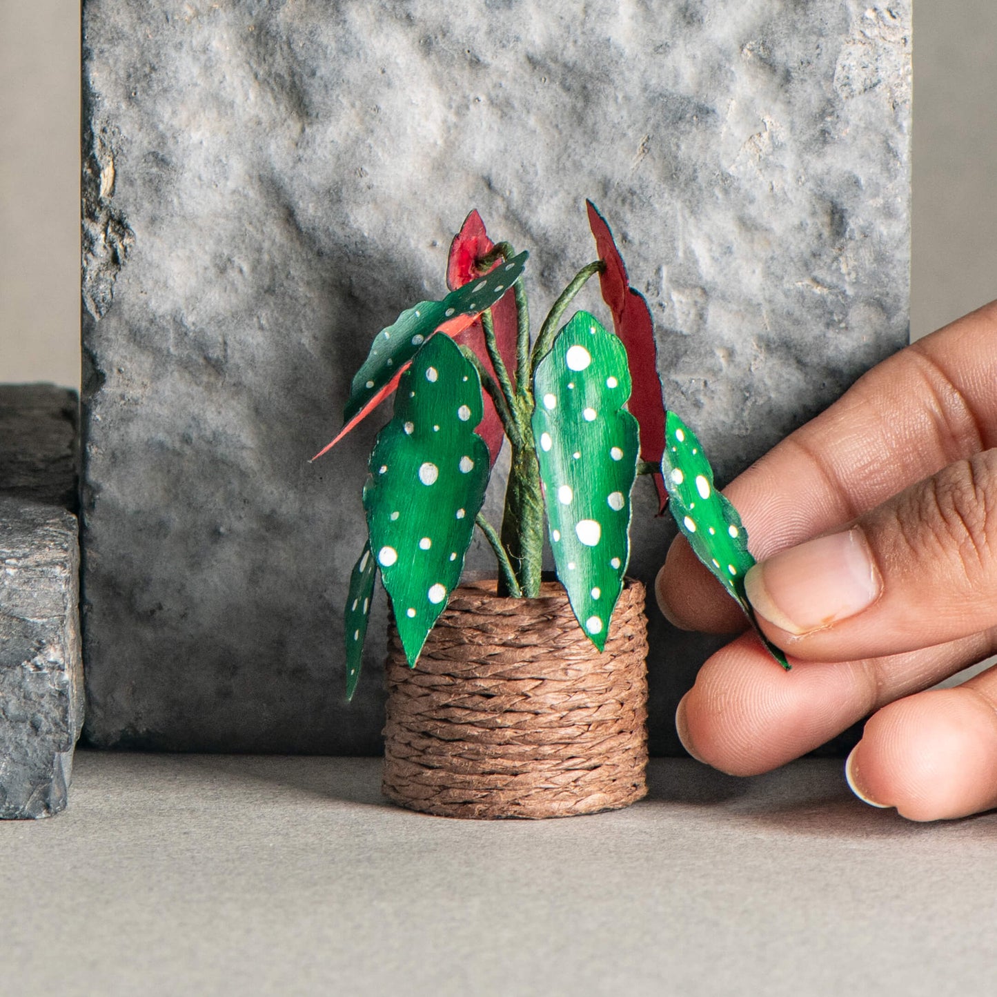 Polka Dot begonia | Miniature Paper Plant