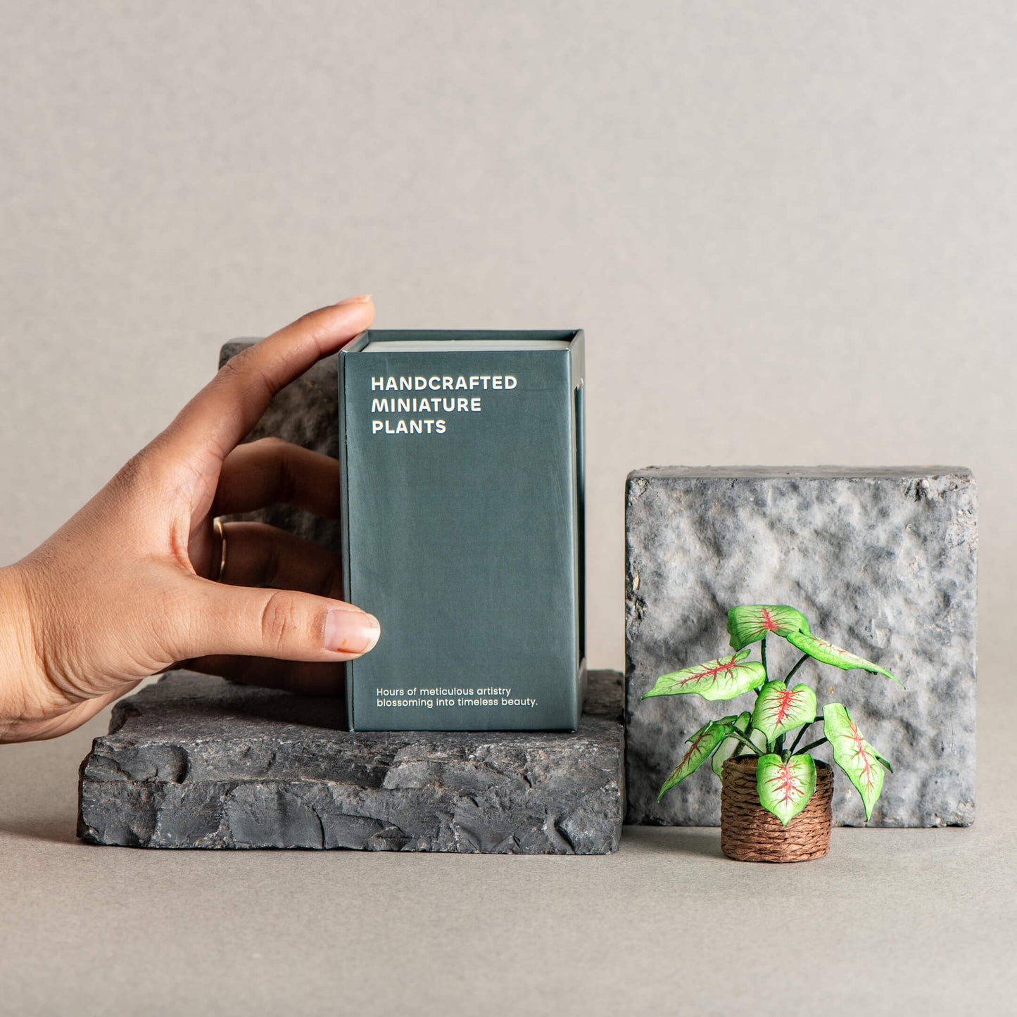 Caladium | Miniature Paper Plant