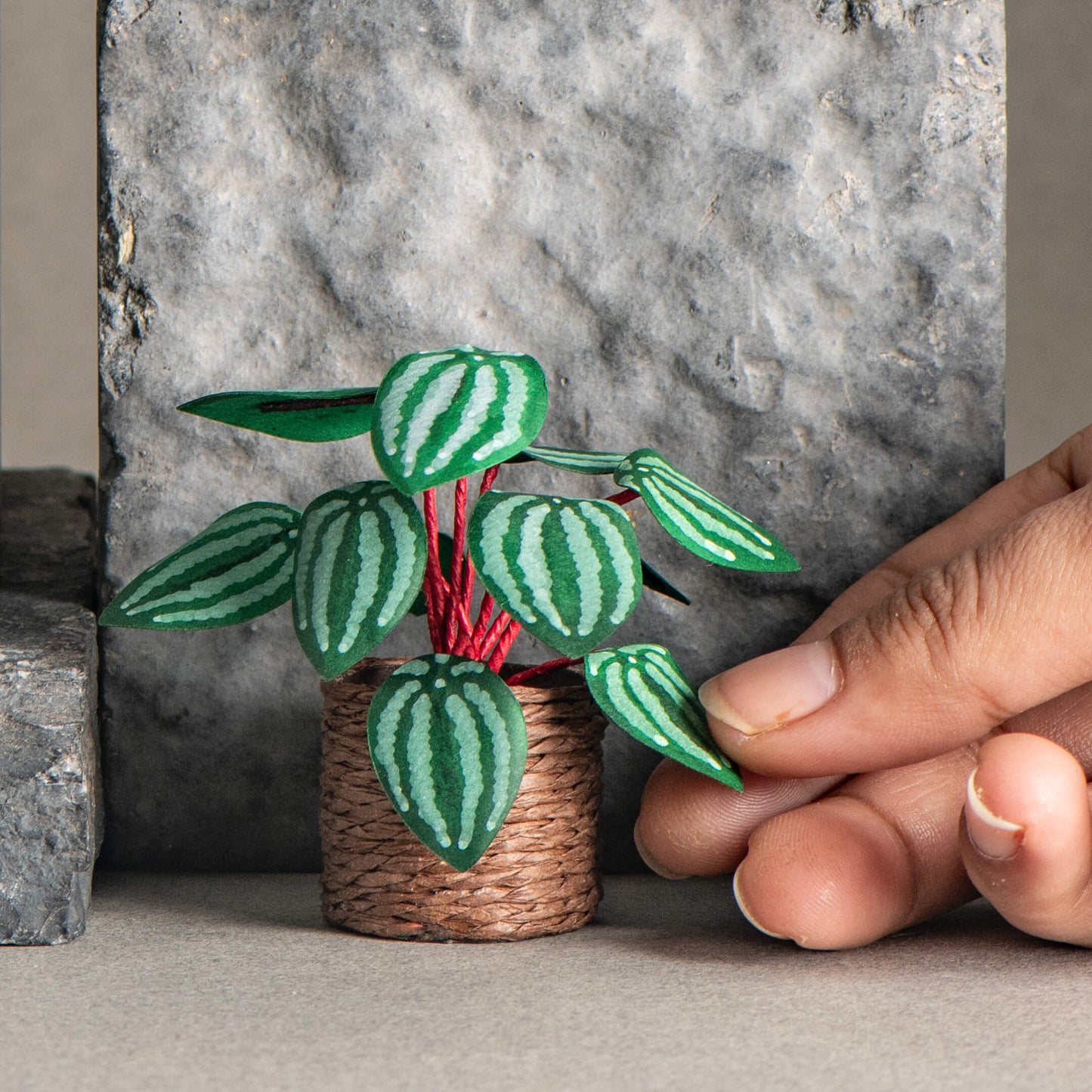 Watermelon Peperomia | Miniature Paper Plant