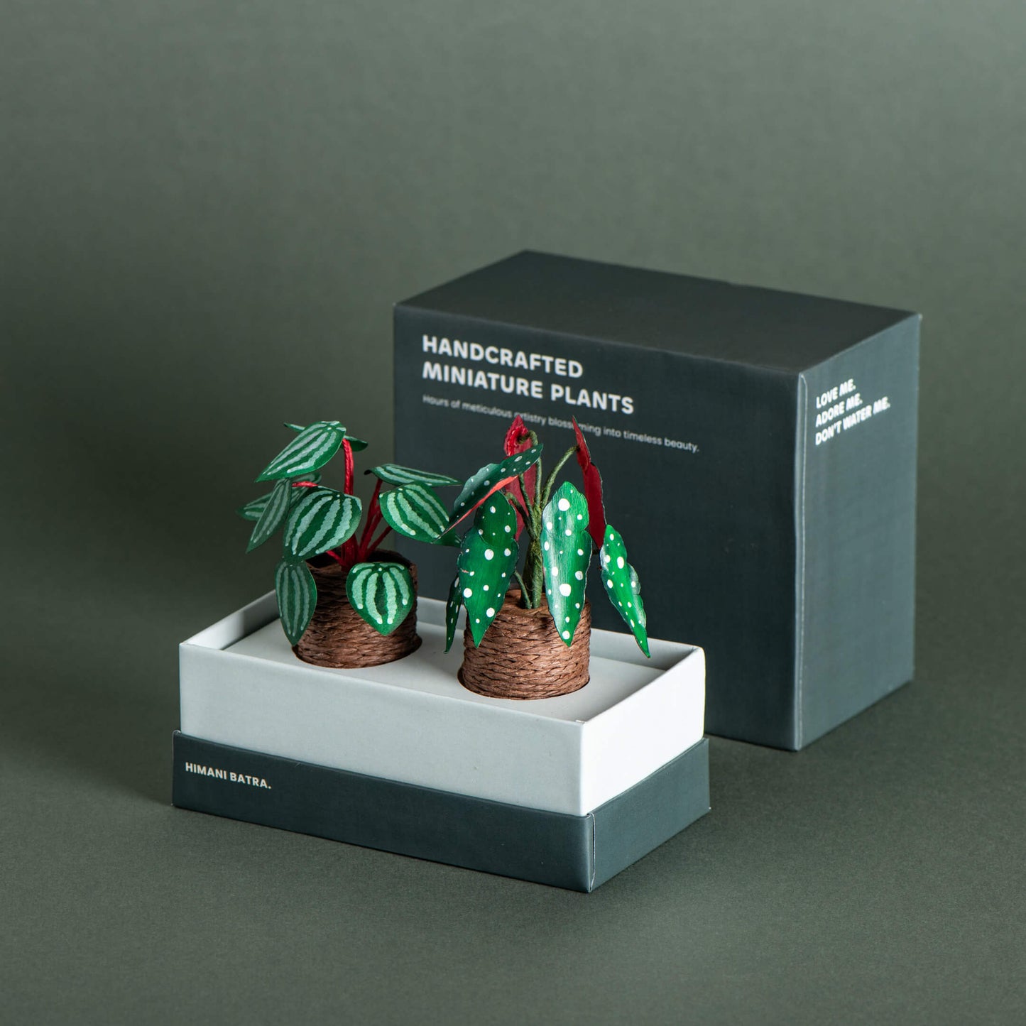 Polka Dot Begonia & Watermelon Peperomia| Set of 2 | Miniature Paper Plant