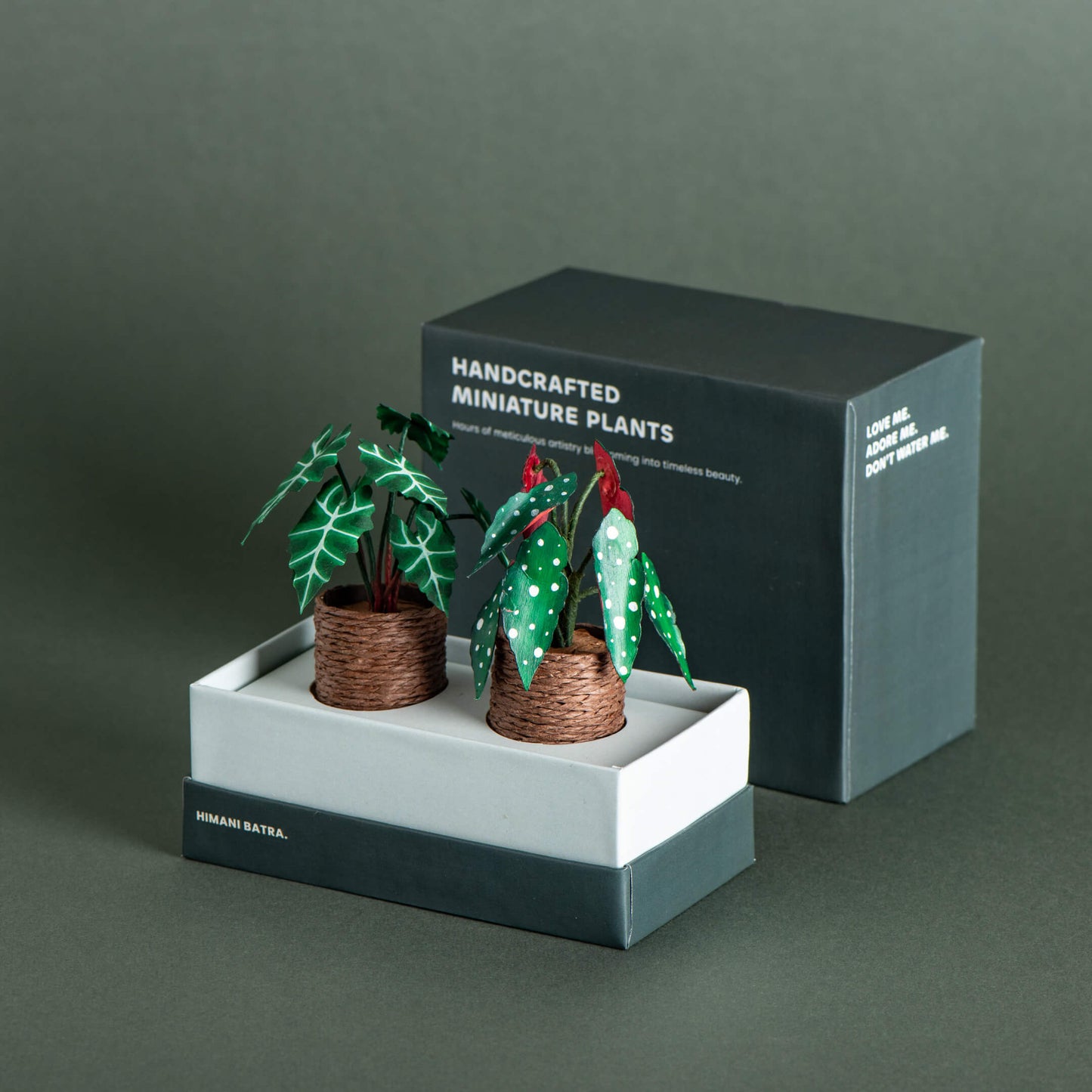 Alocasias Polly & Polka Dot Begonia | Set of 2 | Miniature Paper Plant