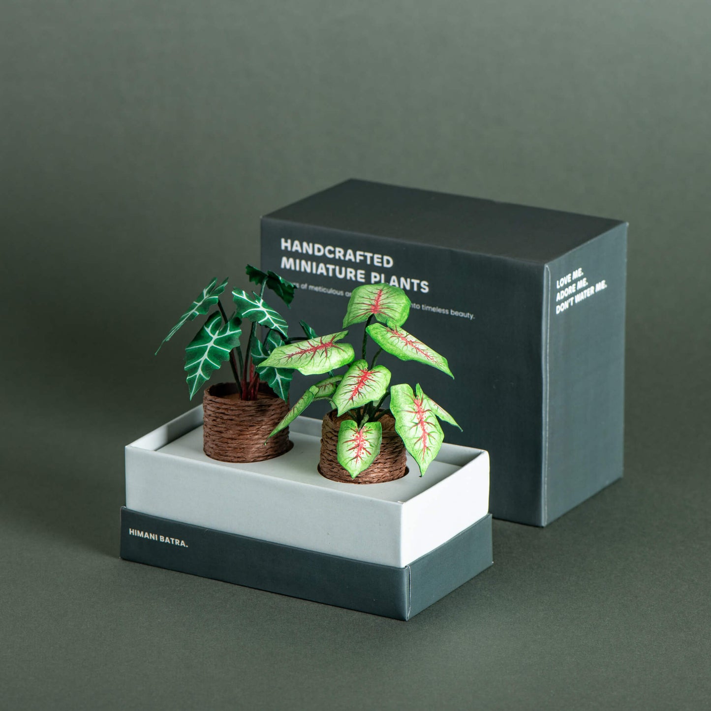 Alocasias Polly & Caladium| Set of 2 | Miniature Paper Plant
