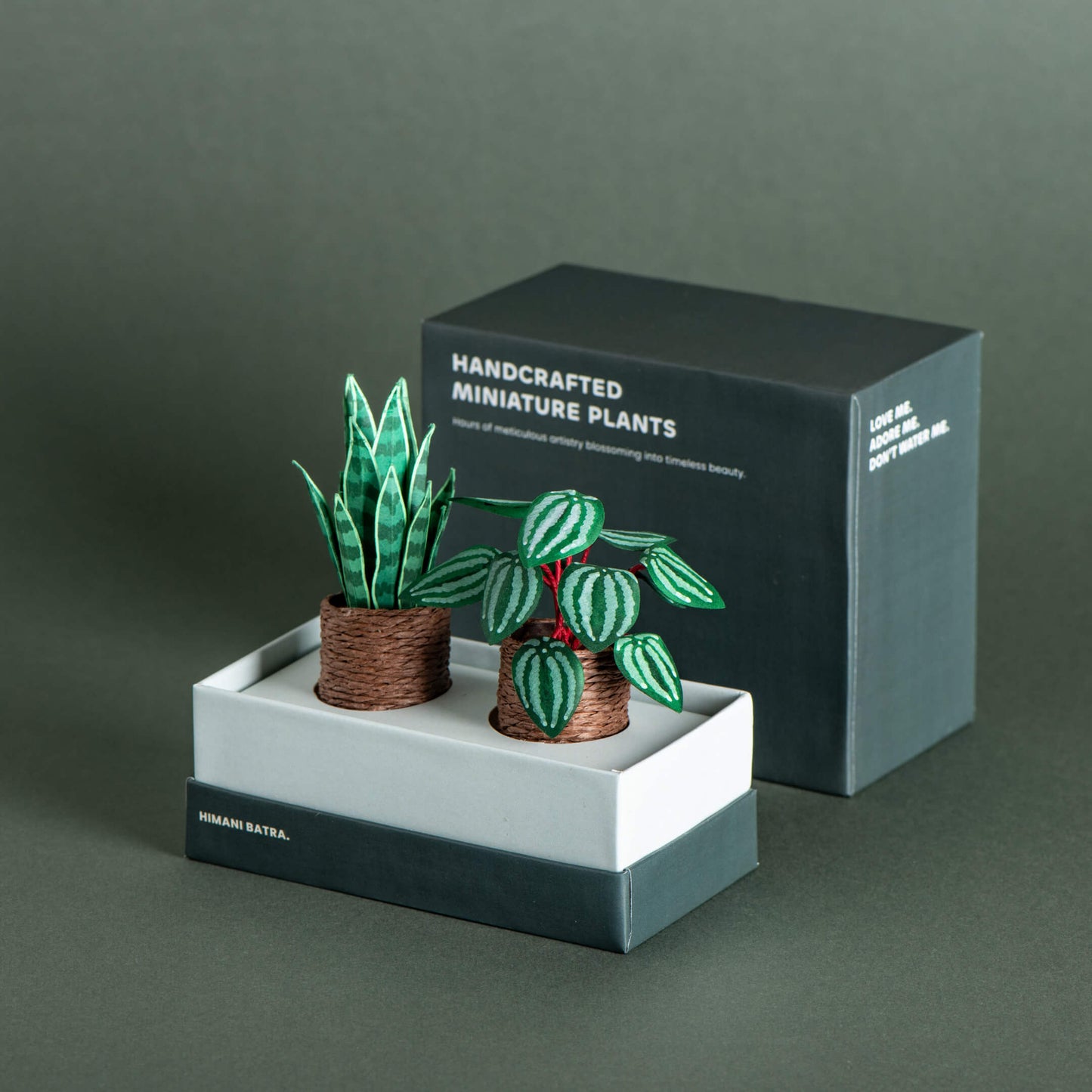 Snake Plant & Watermelon Peperomia | Set of 2 | Miniature Paper Plant