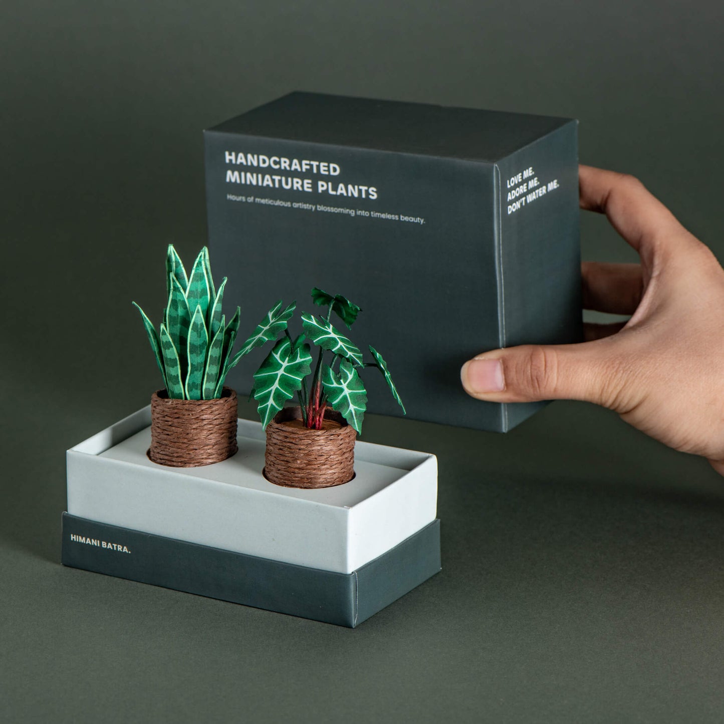 Snake Plant & Alocasias Polly| Set of 2 | Miniature Paper Plant