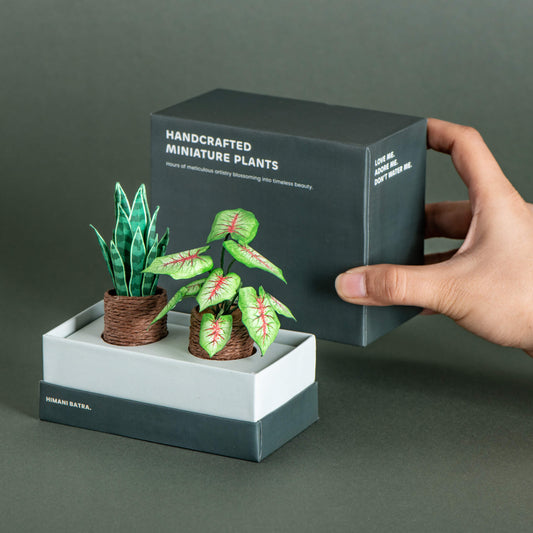 Snake Plant & Caladium | Set of 2 | Miniature Paper Plant