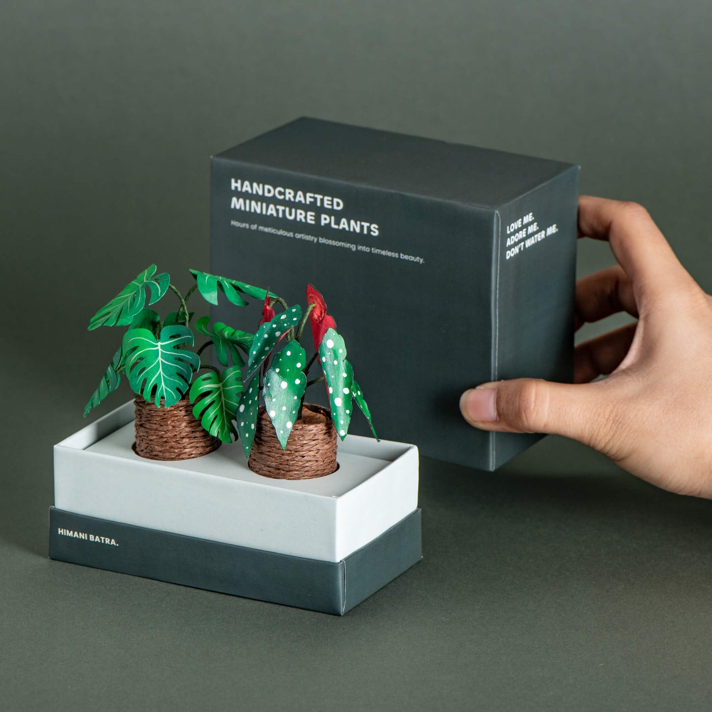 Monstera & Polka Dot Begonia| Set of 2 | Miniature Paper Plant