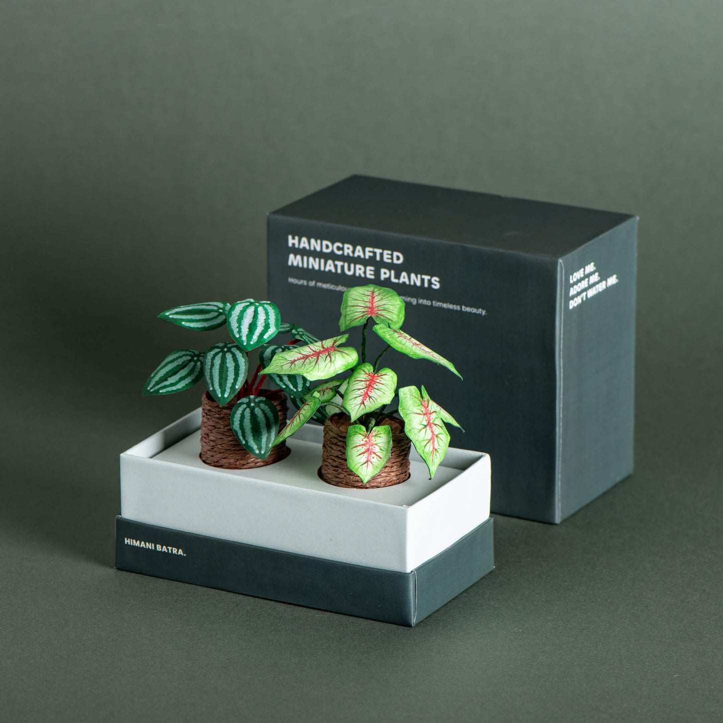 Caladium & Watermelon Peperomia | Set of 2 | Miniature Paper plants
