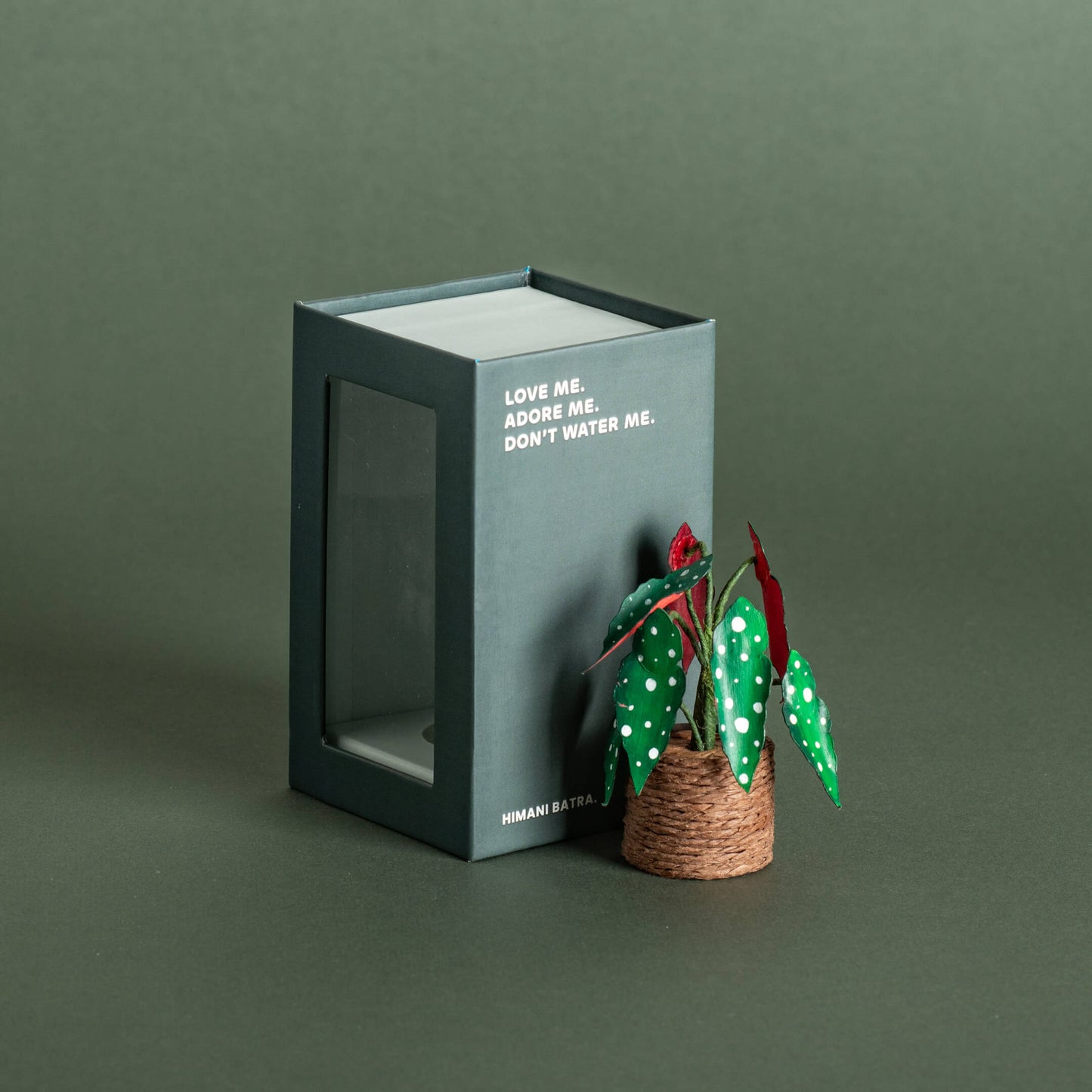 Polka Dot begonia | Miniature Paper Plant