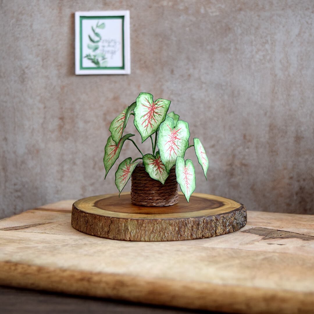 caladium monstera Monstera, Polka Dot Begonia & Caladium | Set of 3