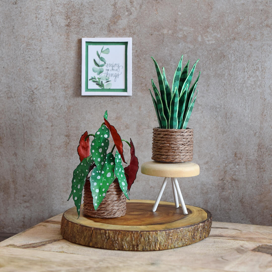 Snake Plant & Polka Dot Begonia | Set of 2 | Miniature Paper Plant