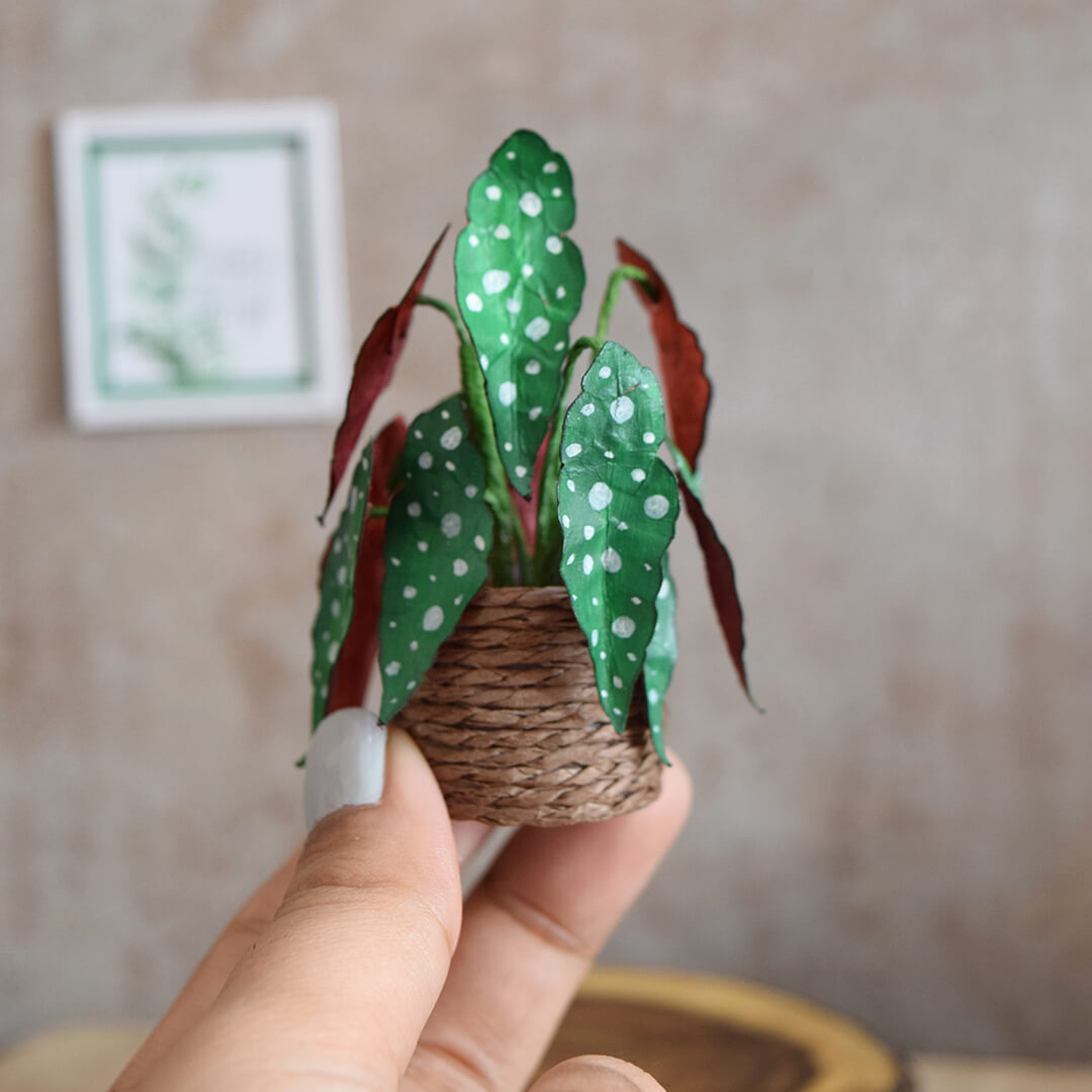 Polka Dot Begonia | Miniature Paper Plant