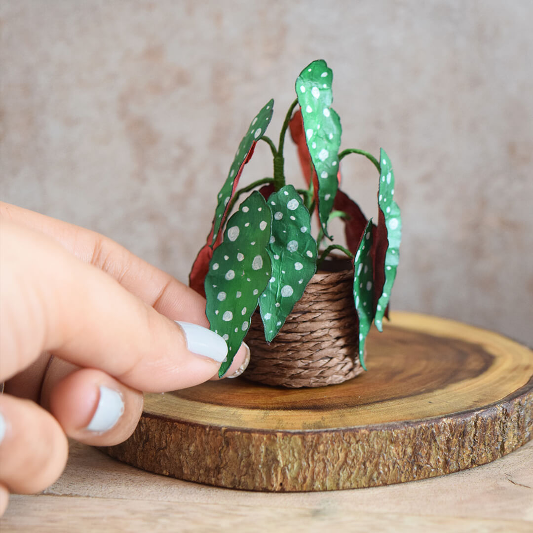 Monstera, Polka Dot Begonia & Caladium | Set of 3 | Miniature Paper Plant